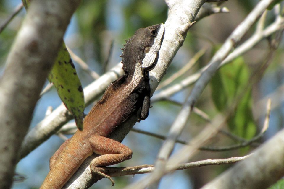 Swamplands Lashtail (Gowidon temporalis)